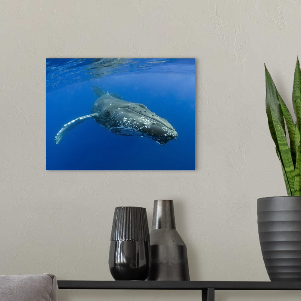 A modern room featuring Hawaii, Maui, Close-Up Of Humpback Whale Near The Ocean's Surface