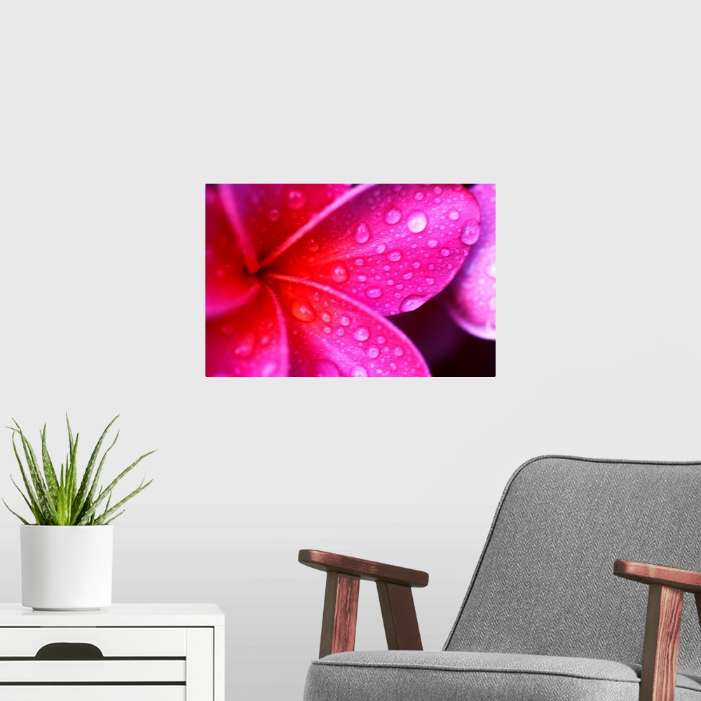 A modern room featuring Hawaii, Maui, Extreme Close-Up Purple Pink Plumeria Blossom