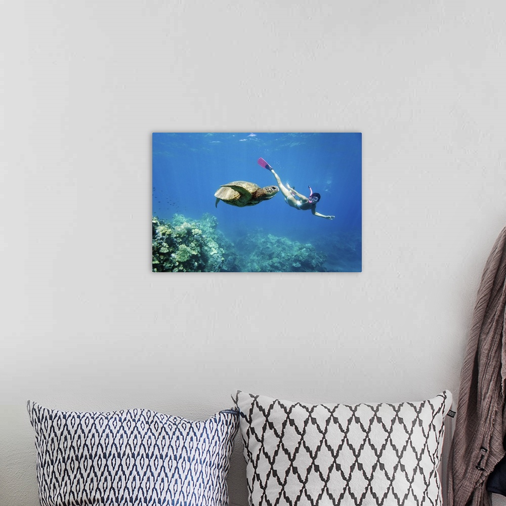 A bohemian room featuring Hawaii, Maui, Green Sea Turtle (Chelonia Mydas) Honu And Free Diver