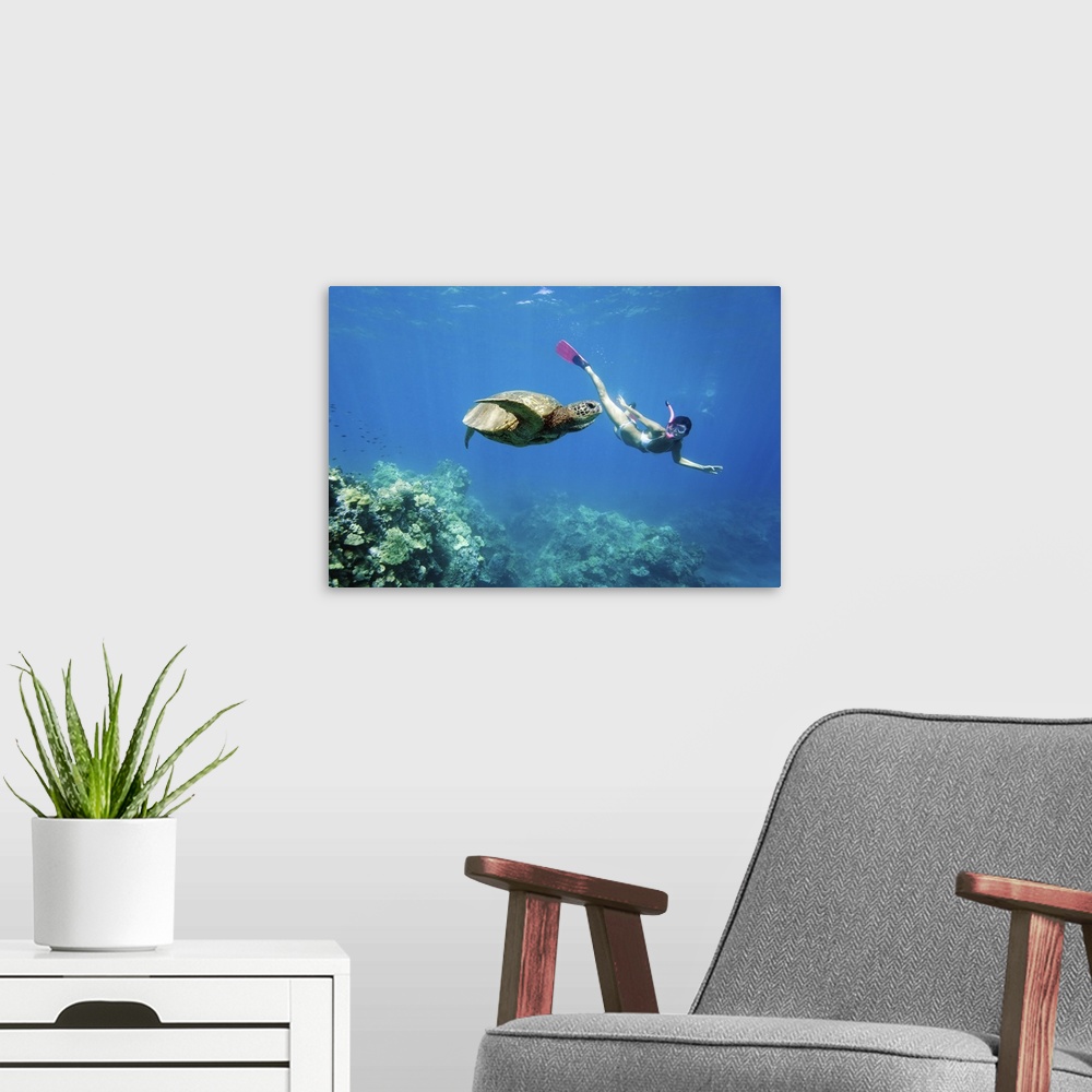 A modern room featuring Hawaii, Maui, Green Sea Turtle (Chelonia Mydas) Honu And Free Diver