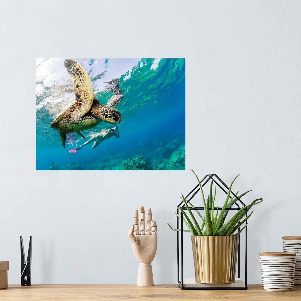 A bohemian room featuring Hawaii, Maui, Green Sea Turtle Honu And Free Diver