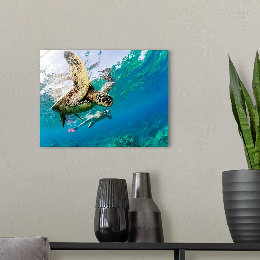 A modern room featuring Hawaii, Maui, Green Sea Turtle Honu And Free Diver