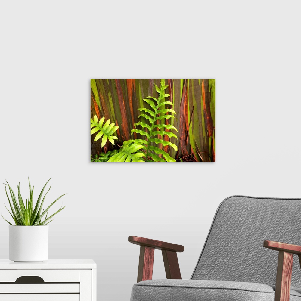 A modern room featuring Hawaii, Maui, Hana, Fern And Rainbow Eucalyptus Tree