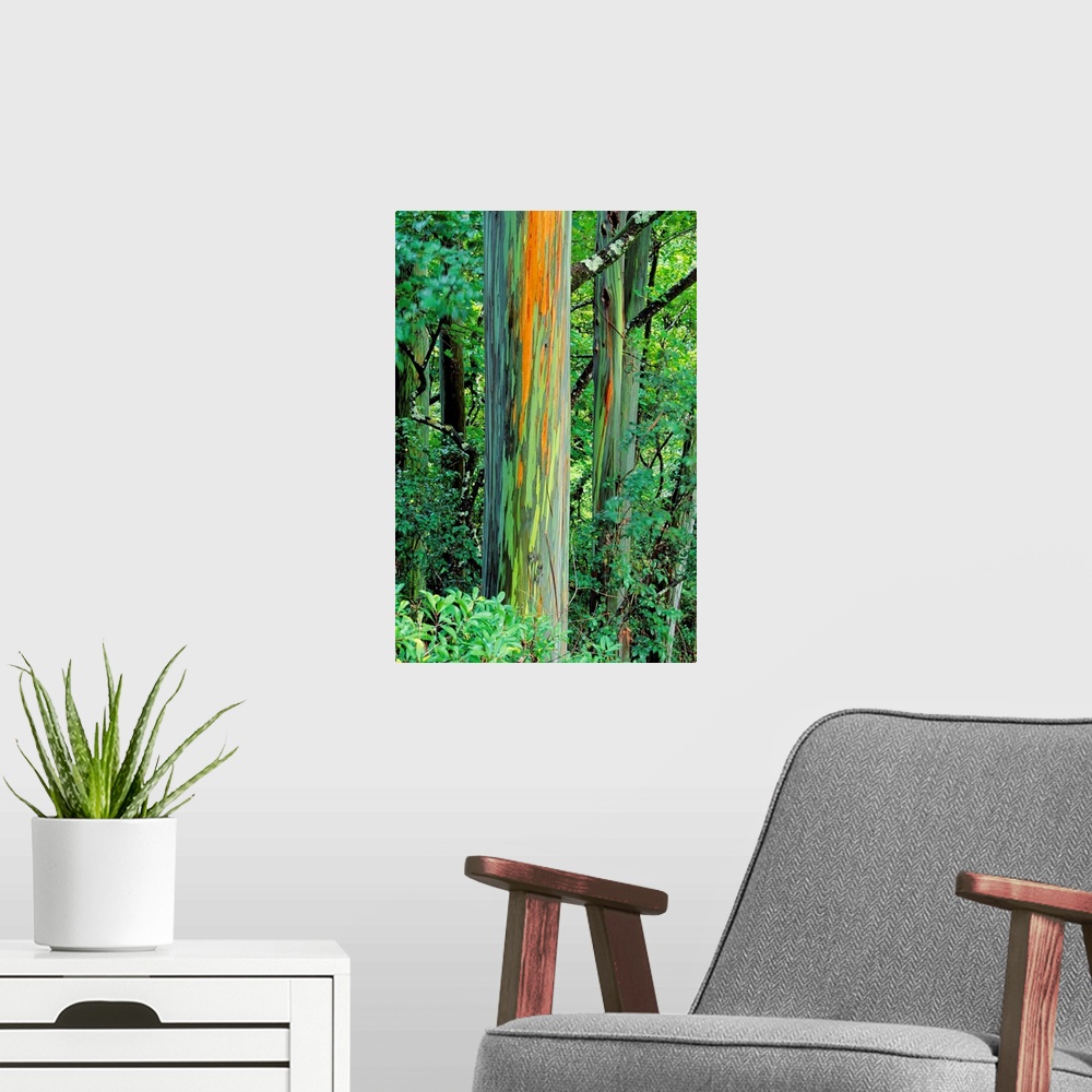 A modern room featuring Hawaii, Maui, Hana, Rainbow Eucalyptus Tree Trunk