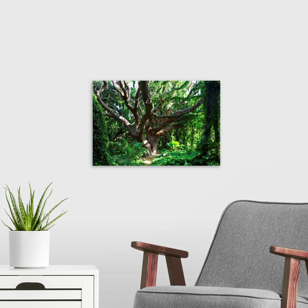 A modern room featuring Hawaii, Maui, Honolua, A Tree Surrounded By Lush Green Vines