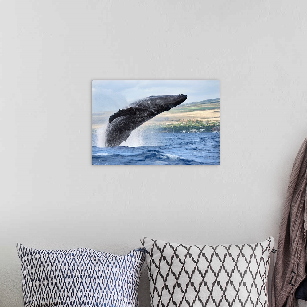 A bohemian room featuring Hawaii, Maui, Humpback Whale Breaching With Island In The Background