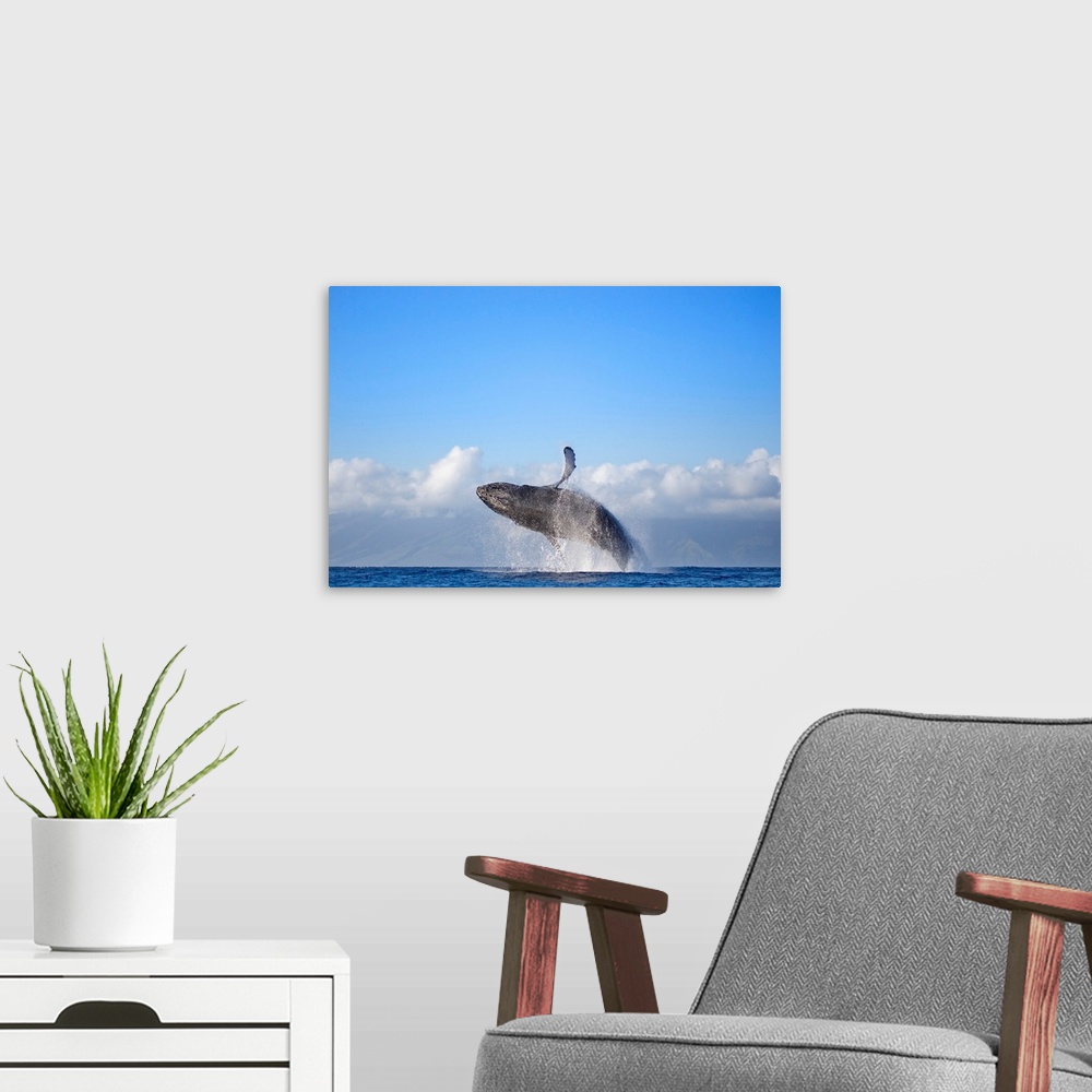 A modern room featuring Hawaii, Maui, Humpback Whale Breaching With Island In The Background