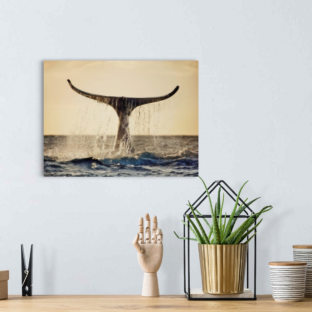 A bohemian room featuring Hawaii, Maui, Humpback Whale Fluking Its Tail In Golden Sunset