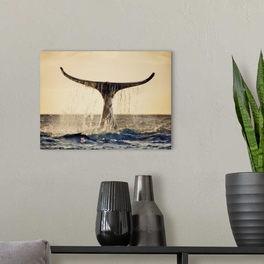 A modern room featuring Hawaii, Maui, Humpback Whale Fluking Its Tail In Golden Sunset