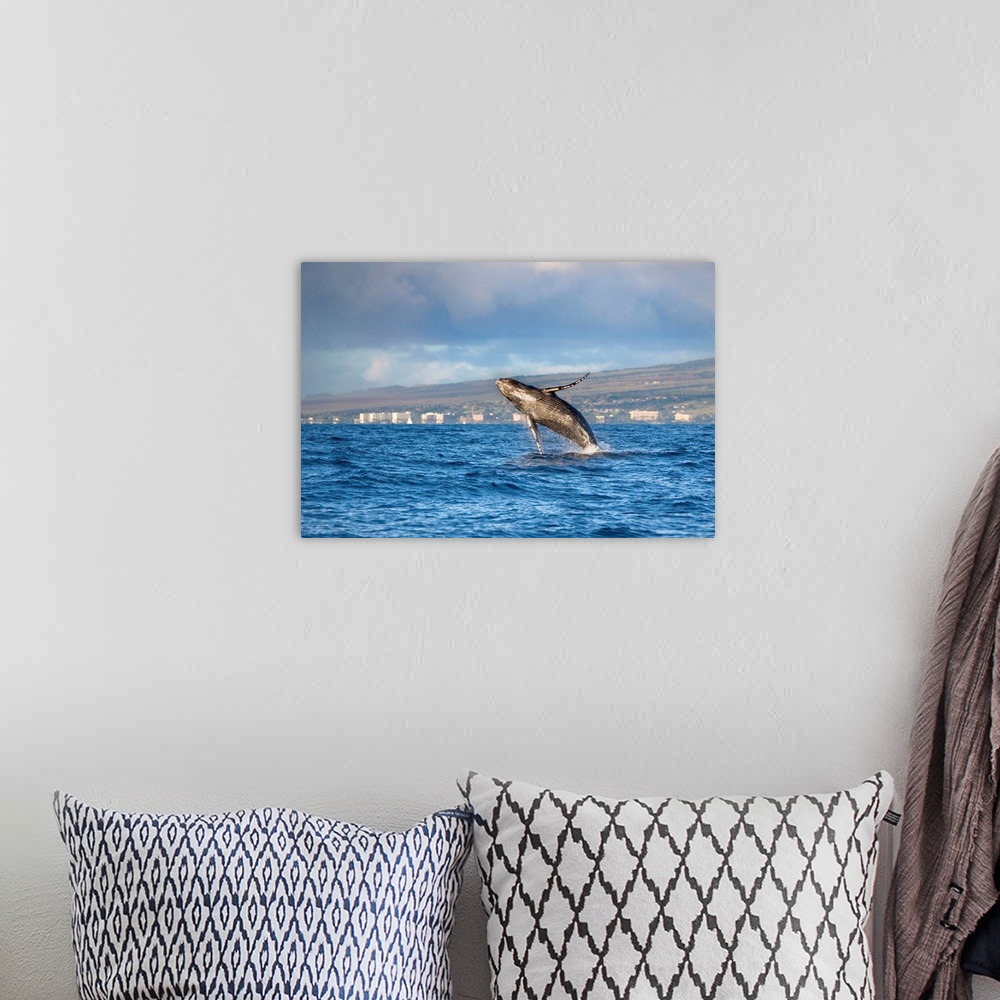 A bohemian room featuring Hawaii, Maui, Kaanapali, Humpback Whale Breaching With Island In The Background