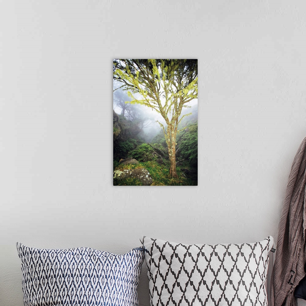 A bohemian room featuring Hawaii, Maui, Kaupo, Tree With Moss Growth, Lush Greenery, Foggy Scenic