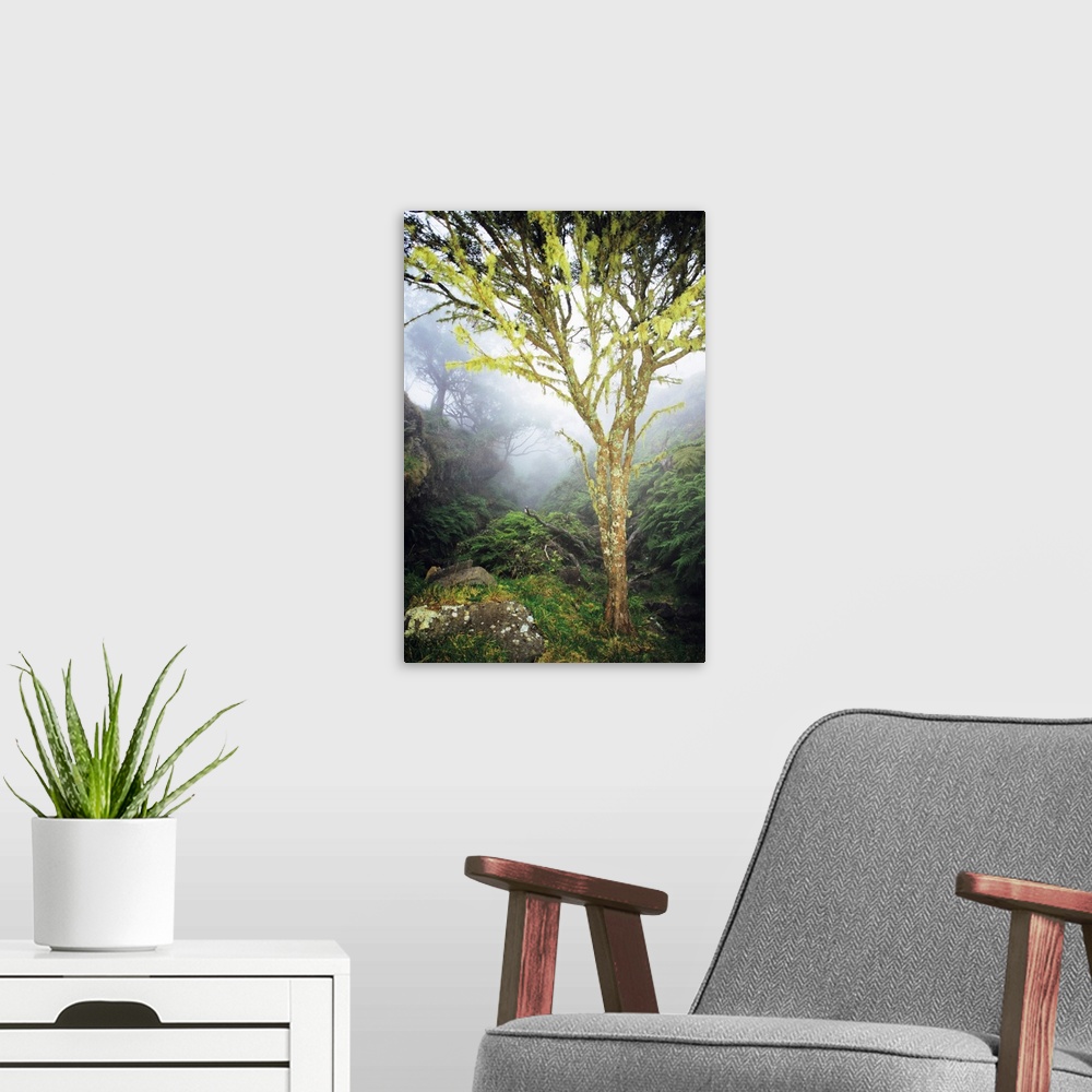 A modern room featuring Hawaii, Maui, Kaupo, Tree With Moss Growth, Lush Greenery, Foggy Scenic