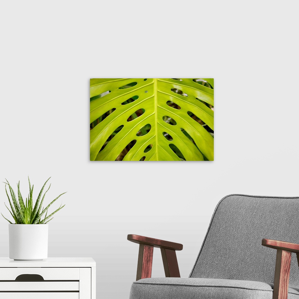 A modern room featuring Hawaii, Maui, Keanae, A Closeup View Of A Large Green Leaf