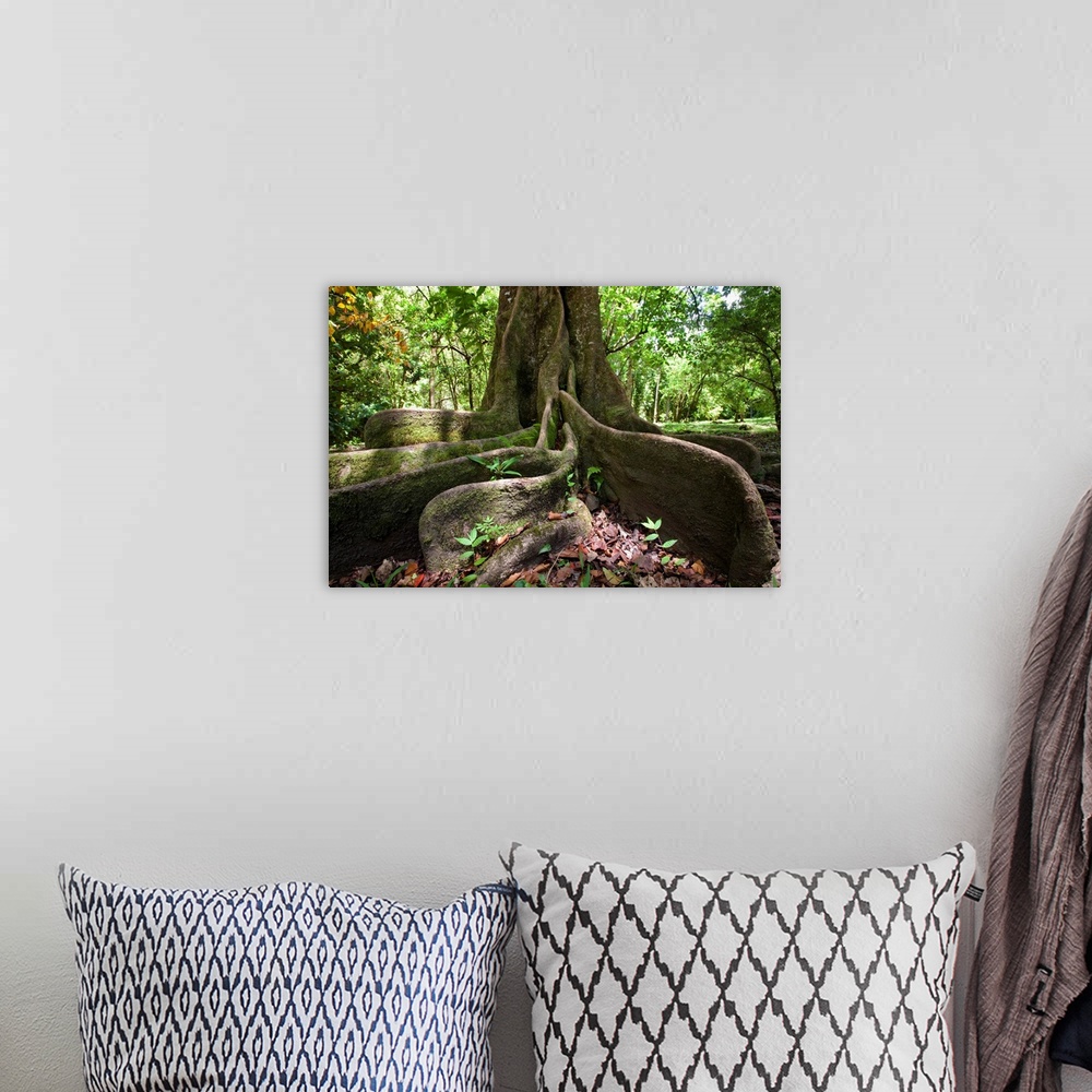 A bohemian room featuring Hawaii, Maui, Keanae, An Old Tree With Large Roots