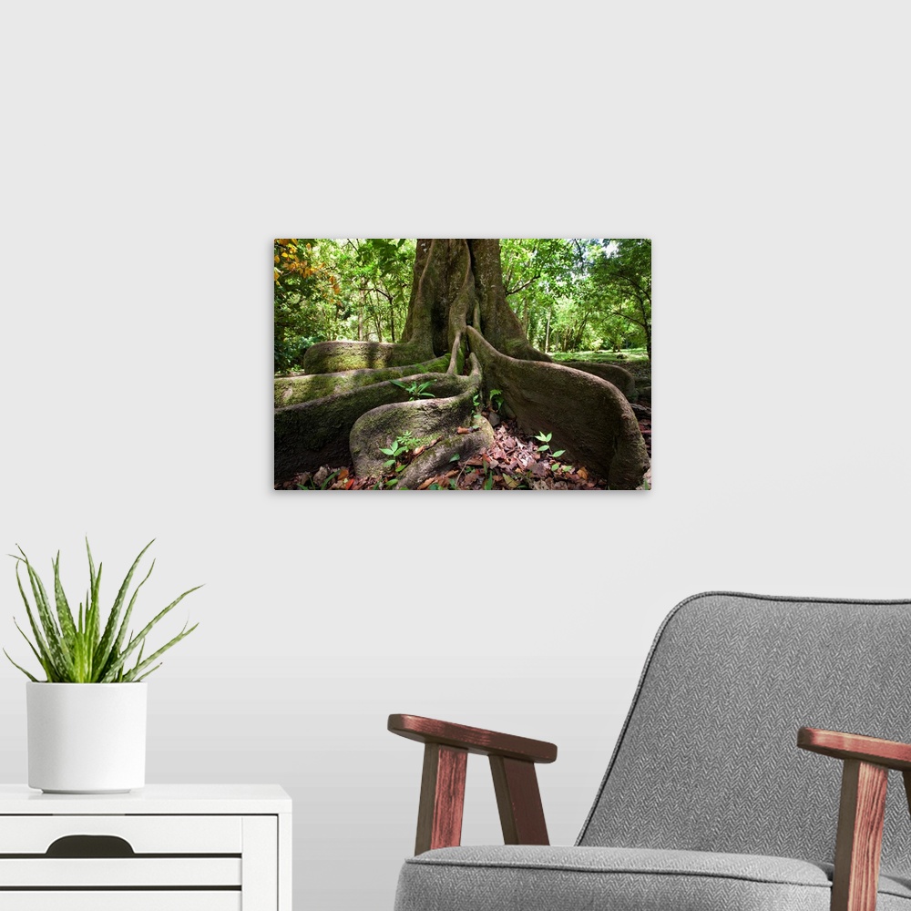 A modern room featuring Hawaii, Maui, Keanae, An Old Tree With Large Roots