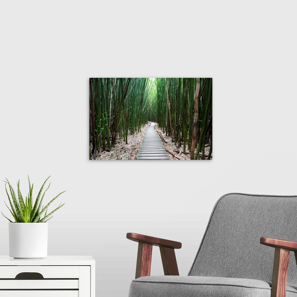 A modern room featuring Hawaii, Maui, Kipahulu, Haleakala National Park, Trail through bamboo forest