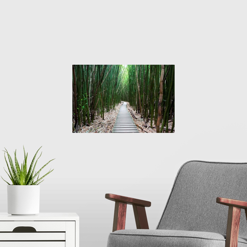 A modern room featuring Hawaii, Maui, Kipahulu, Haleakala National Park, Trail through bamboo forest