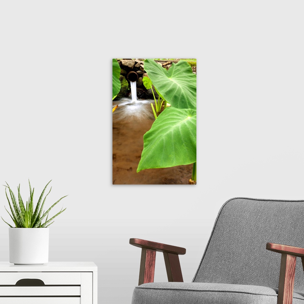 A modern room featuring Hawaii, Maui, Large Taro Leaves In A Pond