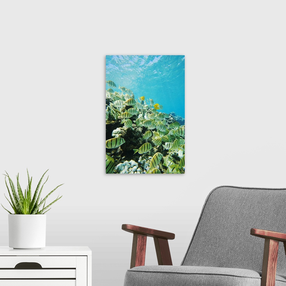 A modern room featuring Hawaii, Maui, Makena, Convict Tang Fish (Acanthurus Triostegus) On Reef Edge