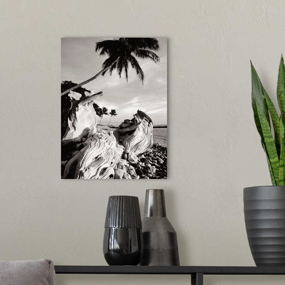 A modern room featuring Hawaii, Maui, Olowalu, Palm Tree And Driftwood In The Afternoon Light