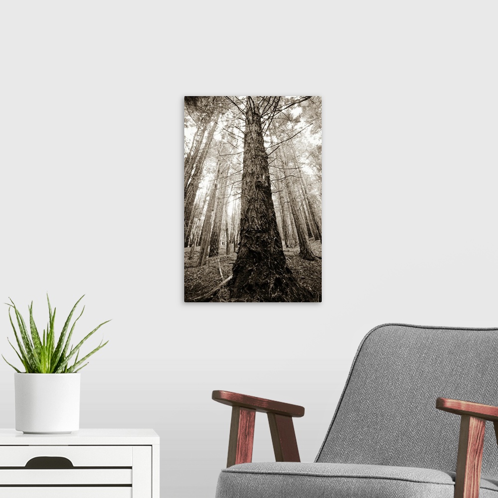A modern room featuring Hawaii, Maui, Poli Poli State Park, Upward view of bare tree in forest