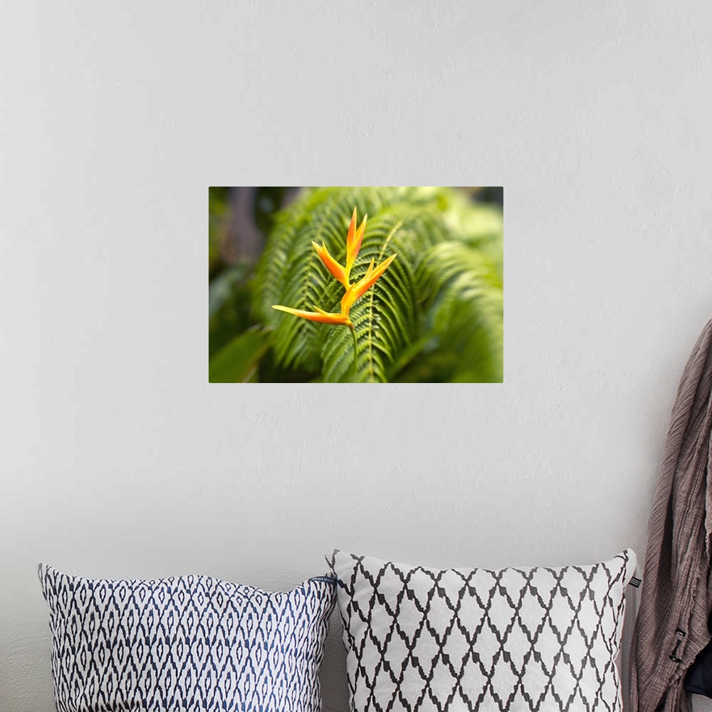 A bohemian room featuring Hawaii, Maui, Single Heliconia Nickeriensis In Front Of Fern Leaves
