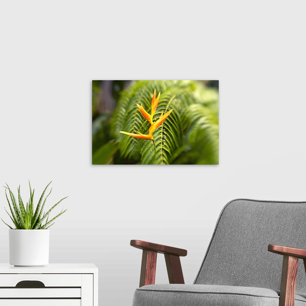 A modern room featuring Hawaii, Maui, Single Heliconia Nickeriensis In Front Of Fern Leaves