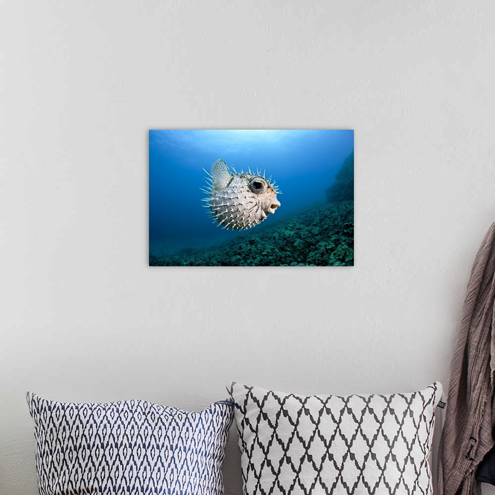 A bohemian room featuring Hawaii, Maui, Spotted Porcupinefish (Diodon hystrix) swims along the ocean floor