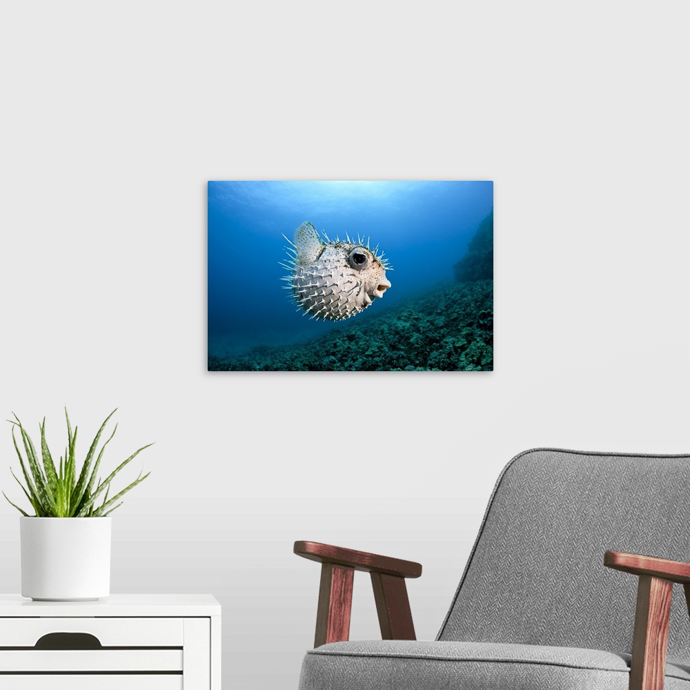 A modern room featuring Hawaii, Maui, Spotted Porcupinefish (Diodon hystrix) swims along the ocean floor