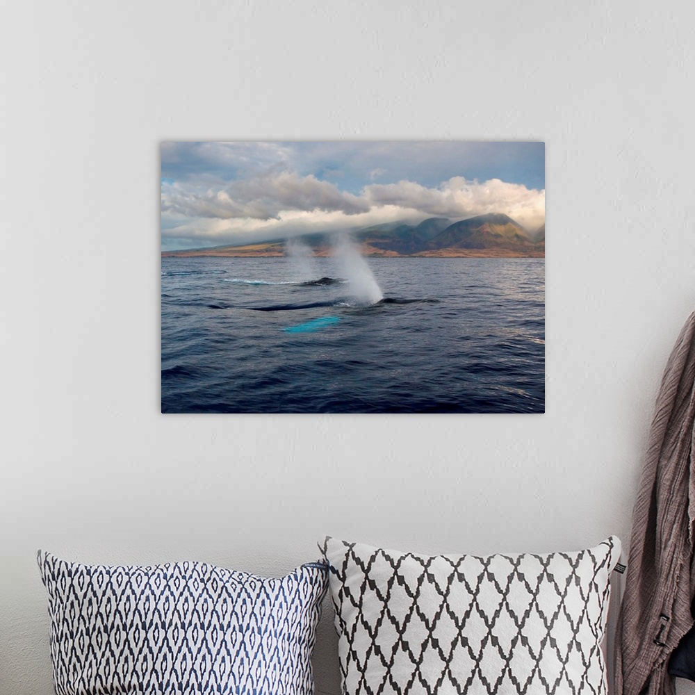 A bohemian room featuring Hawaii, Maui, The Spout Of Two Humpback Whales