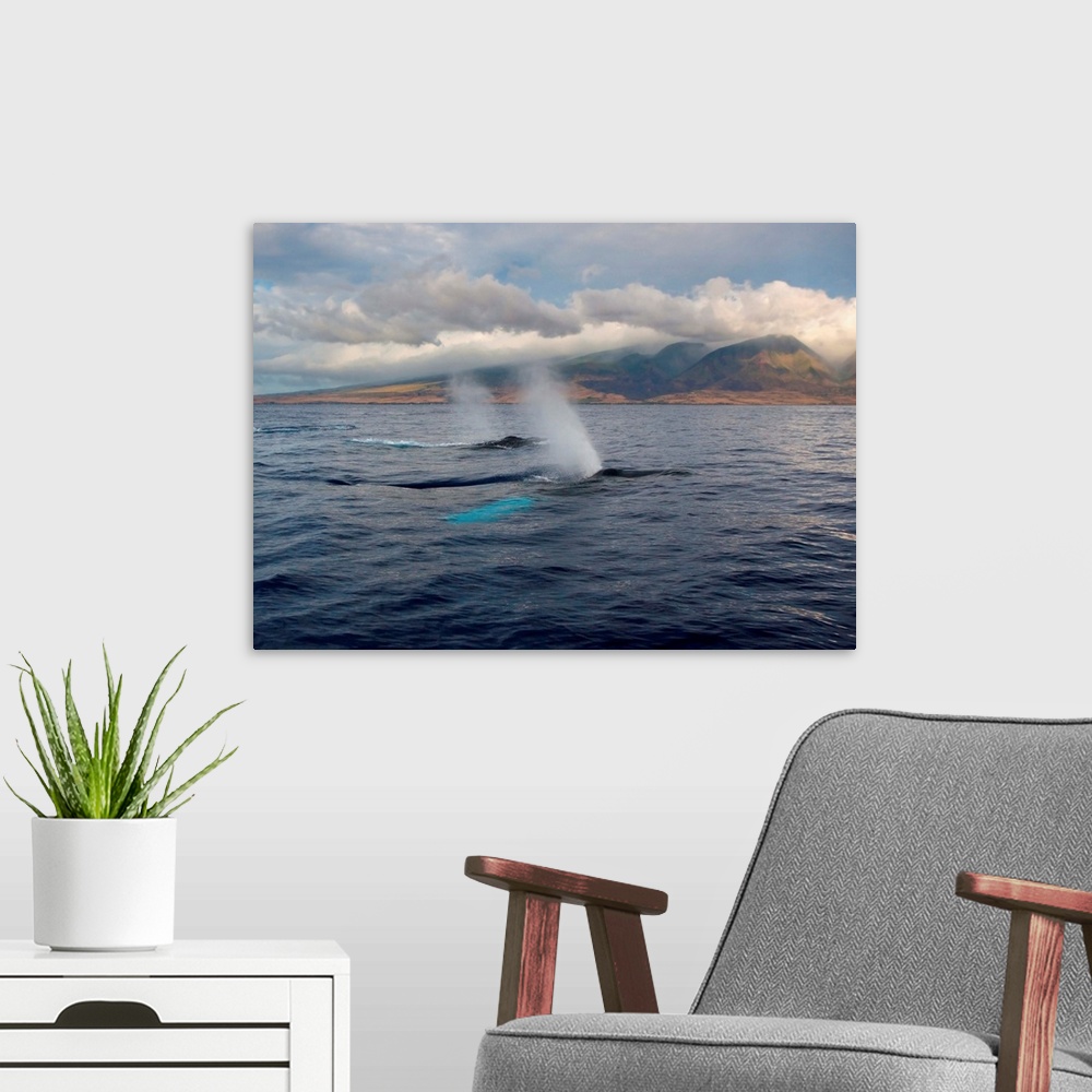 A modern room featuring Hawaii, Maui, The Spout Of Two Humpback Whales
