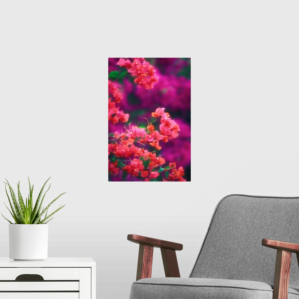 A modern room featuring Hawaii, Maui, Wailea, Pink Bougainvillea Blossoms