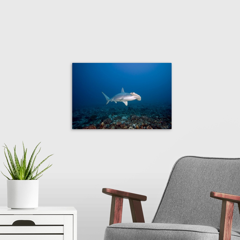A modern room featuring Hawaii, Molokai, Scalloped Hammerhead shark swimming on the ocean floor