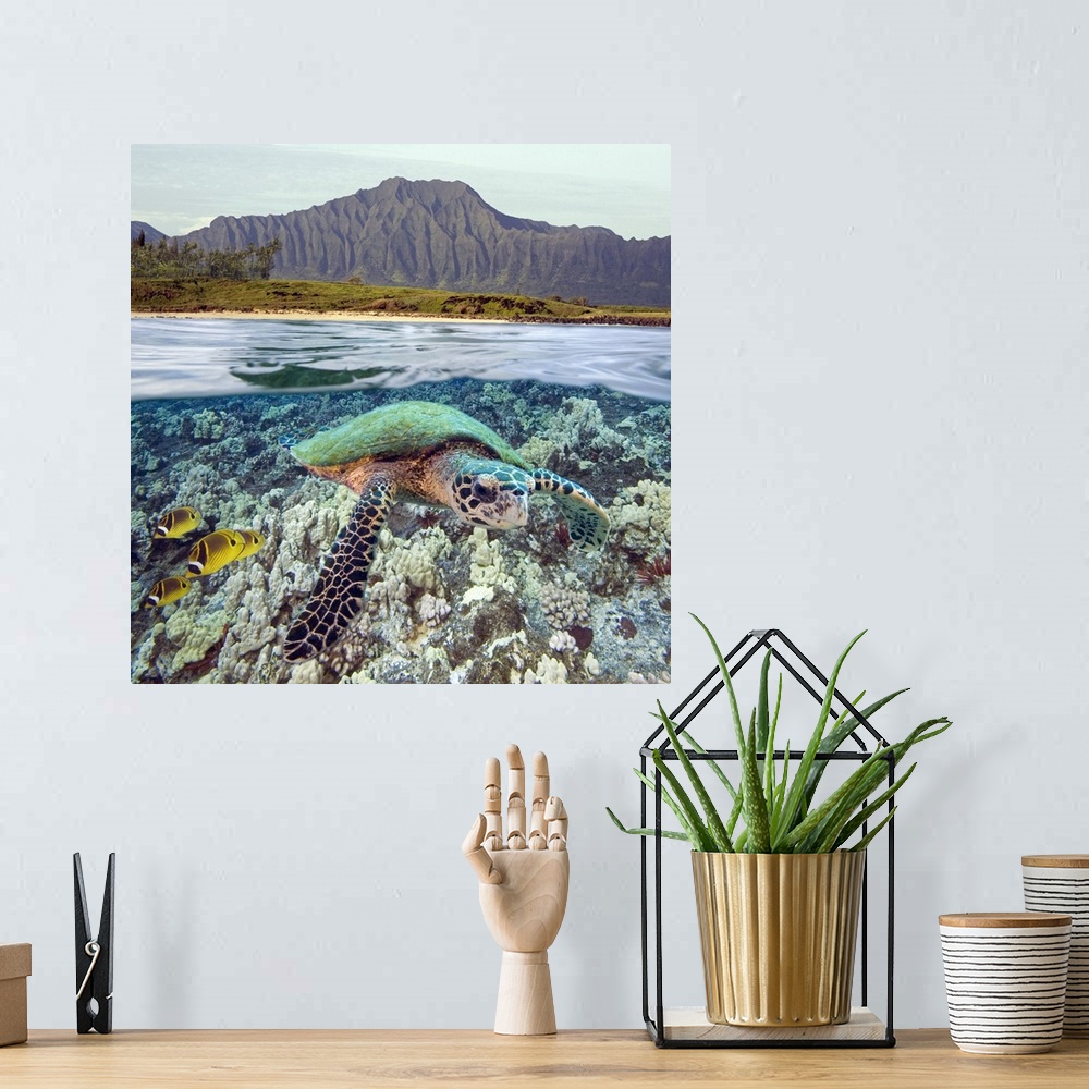 A bohemian room featuring Hawaii, Oahu, A Hawksbill Turtle And Raccoon Butterflyfish, Mountain Range Above