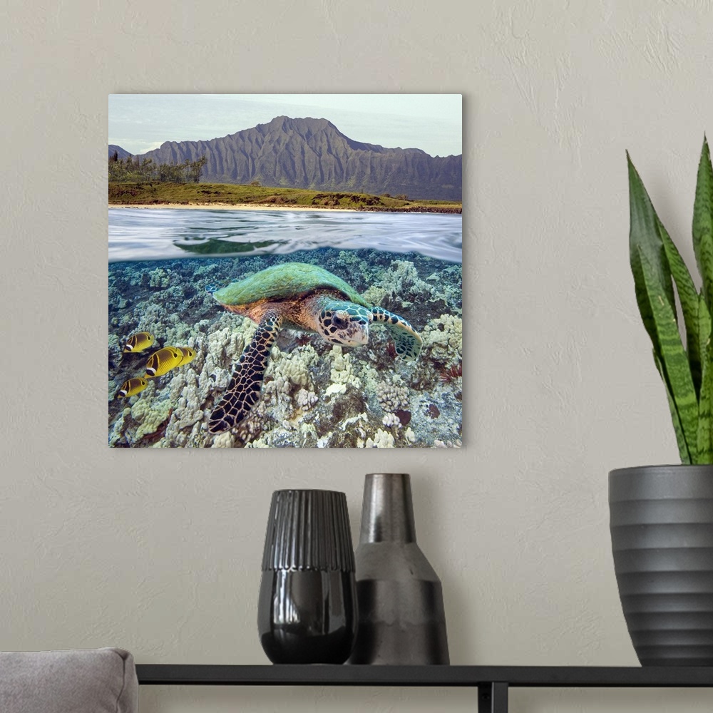 A modern room featuring Hawaii, Oahu, A Hawksbill Turtle And Raccoon Butterflyfish, Mountain Range Above