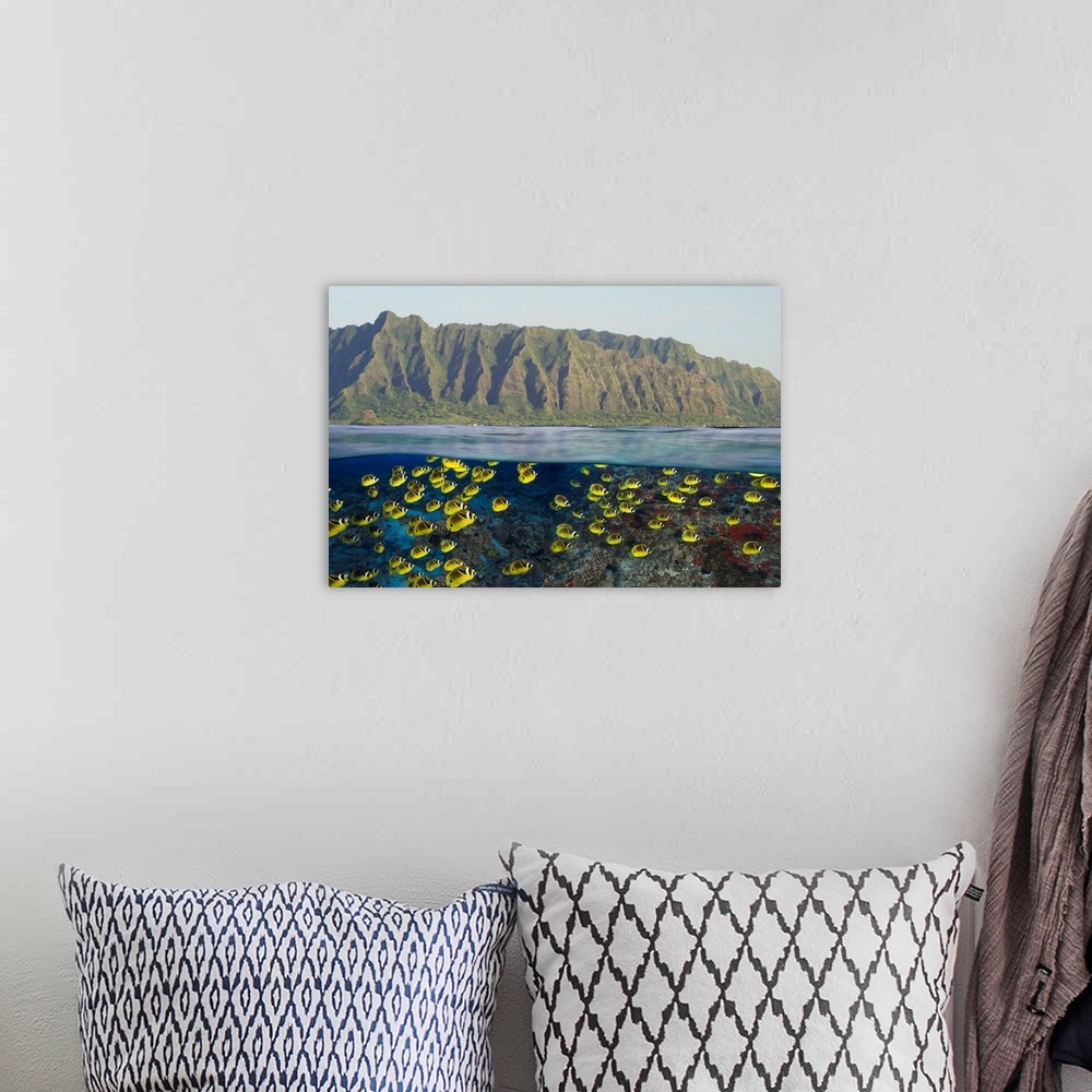 A bohemian room featuring Hawaii, Oahu, A School Of Racoon Butterflyfish Along Reef And Mountain Range