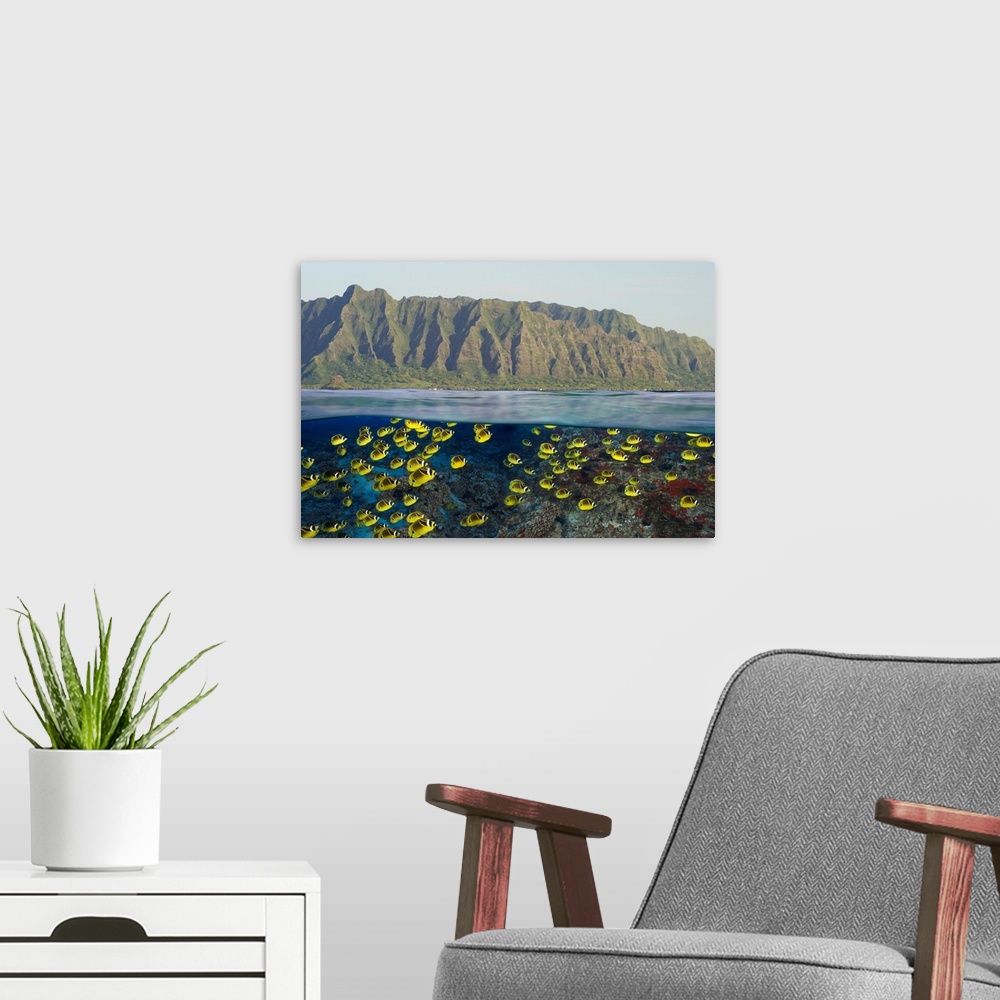 A modern room featuring Hawaii, Oahu, A School Of Racoon Butterflyfish Along Reef And Mountain Range