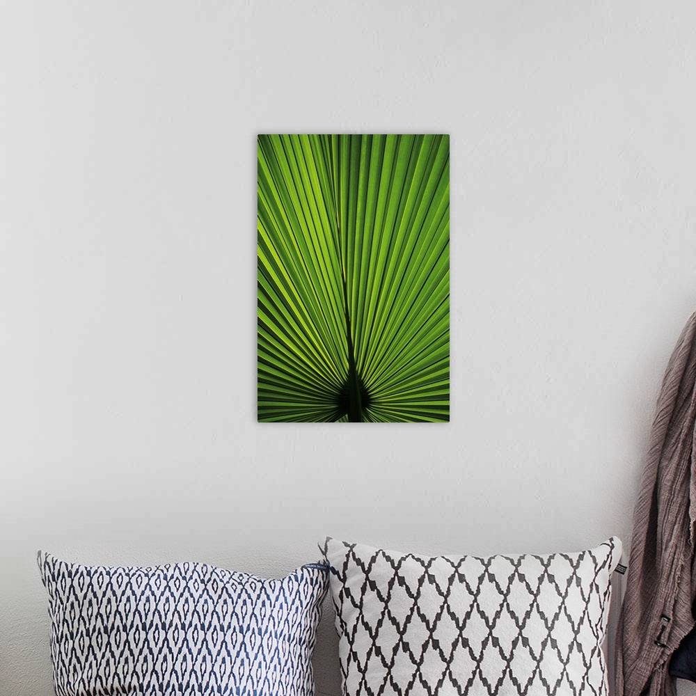 A bohemian room featuring Hawaii, Oahu, Backlit Fan Palm Leaf