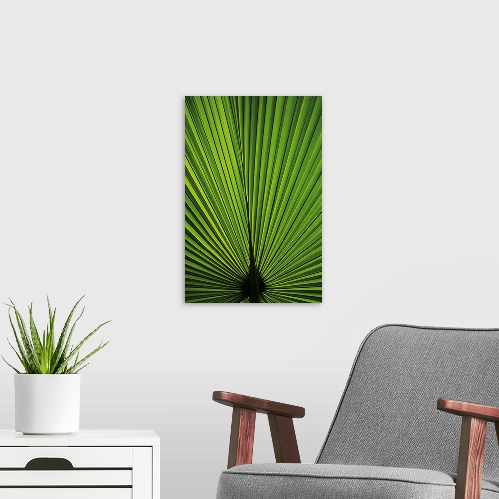 A modern room featuring Hawaii, Oahu, Backlit Fan Palm Leaf