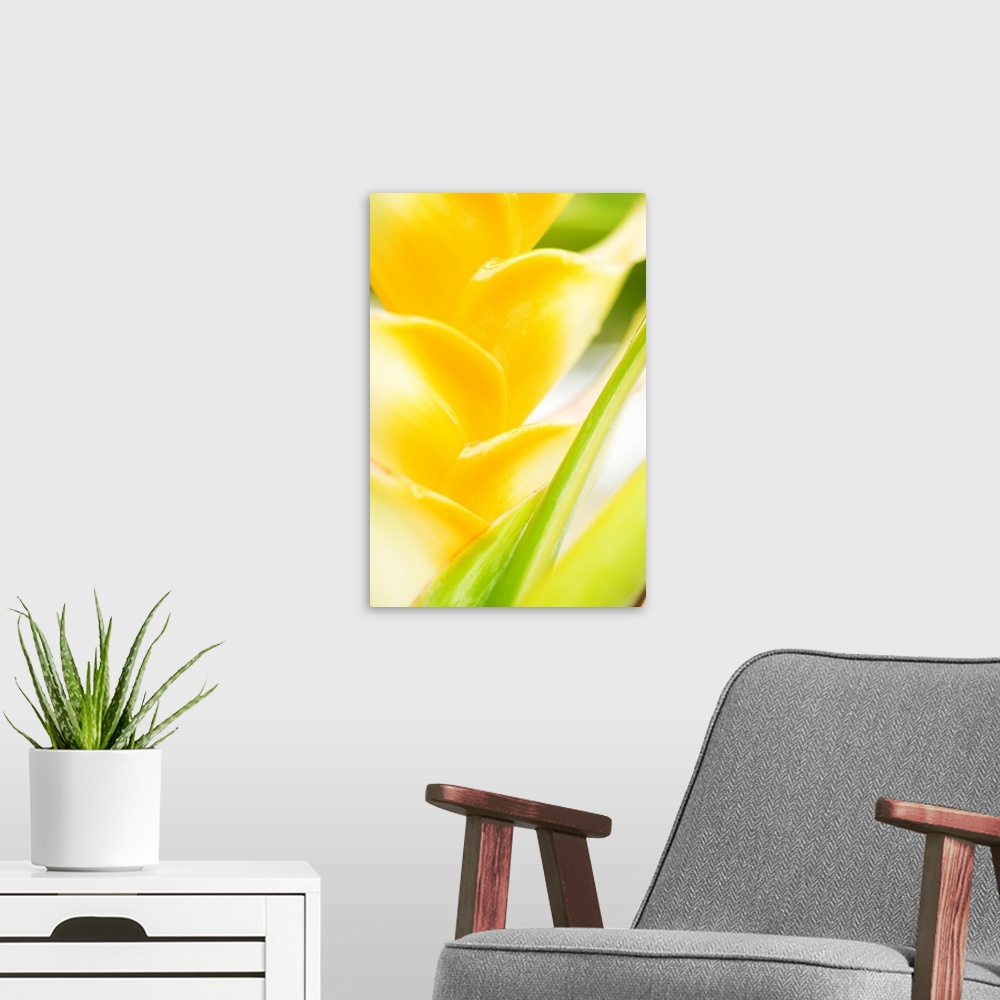 A modern room featuring Hawaii, Oahu, Close-Up Of Heliconia Plant