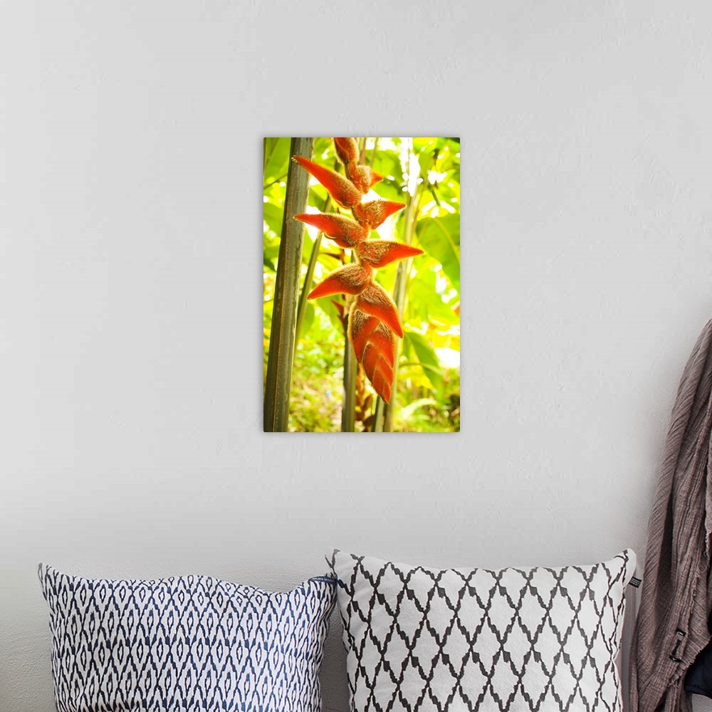 A bohemian room featuring Hawaii, Oahu, Heliconia Plant Hanging