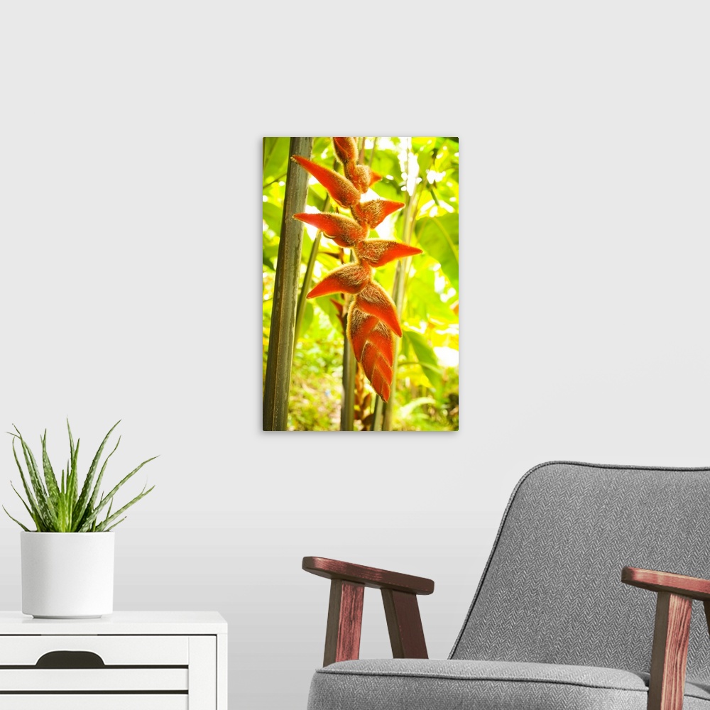 A modern room featuring Hawaii, Oahu, Heliconia Plant Hanging