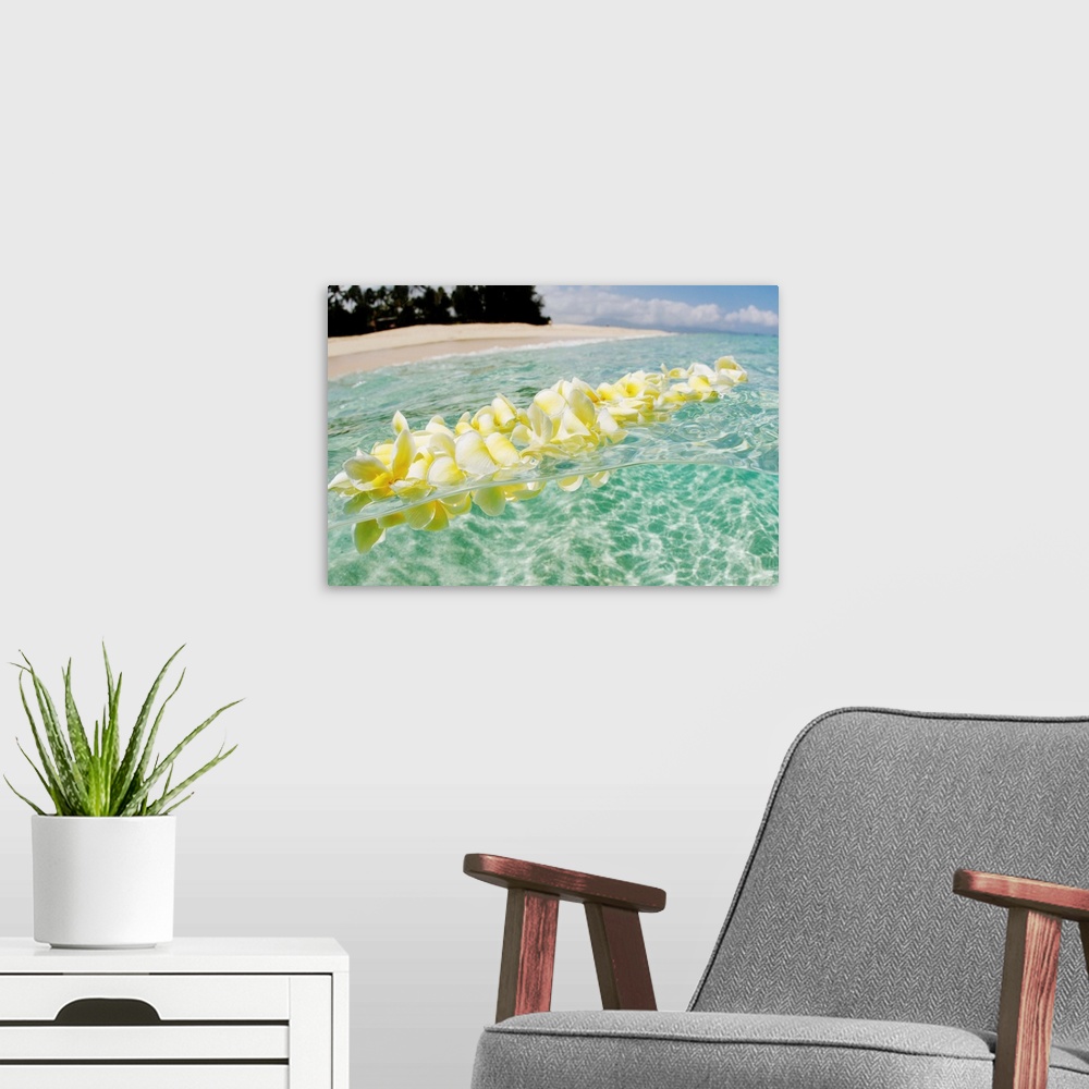 A modern room featuring Hawaii, Oahu, North Shore, Plumeria Lei Floating In Crystal Clear Ocean