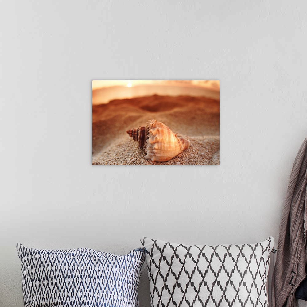 A bohemian room featuring Hawaii, Oahu, North Shore, Seashell Laying In The Sand With Sun Setting Behind It