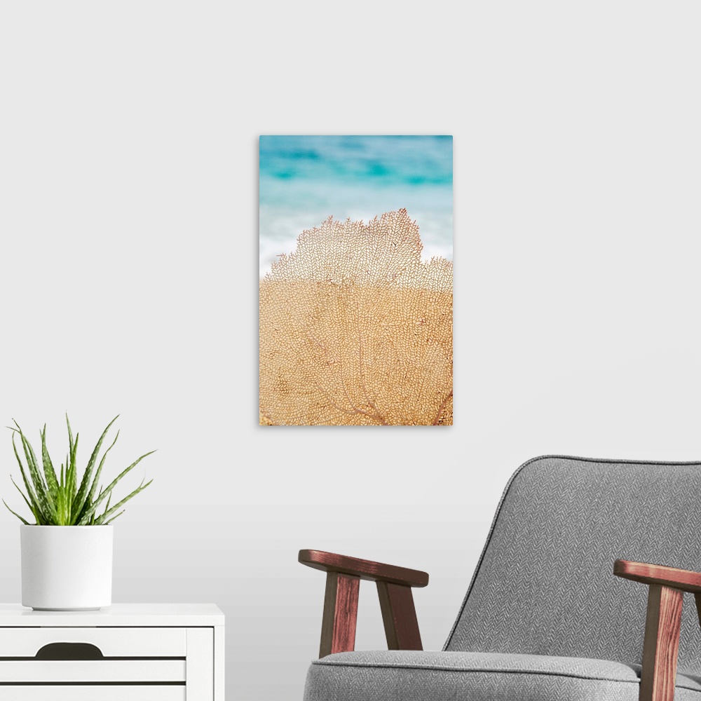 A modern room featuring Hawaii, Oahu, Turquoise Ocean With Beautiful Coral Element On The Sand