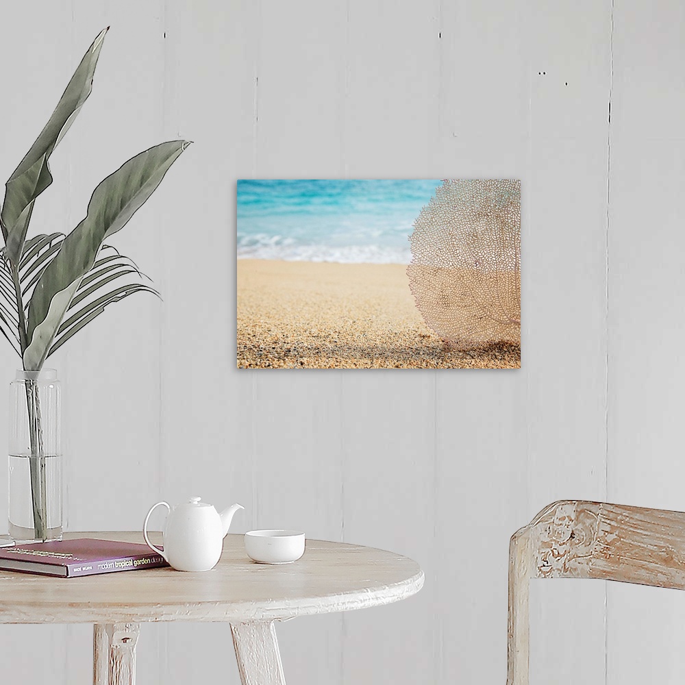 A farmhouse room featuring Artistic photograph of a lacey coral fan on a tropical beach, with water from the tide coming in ...