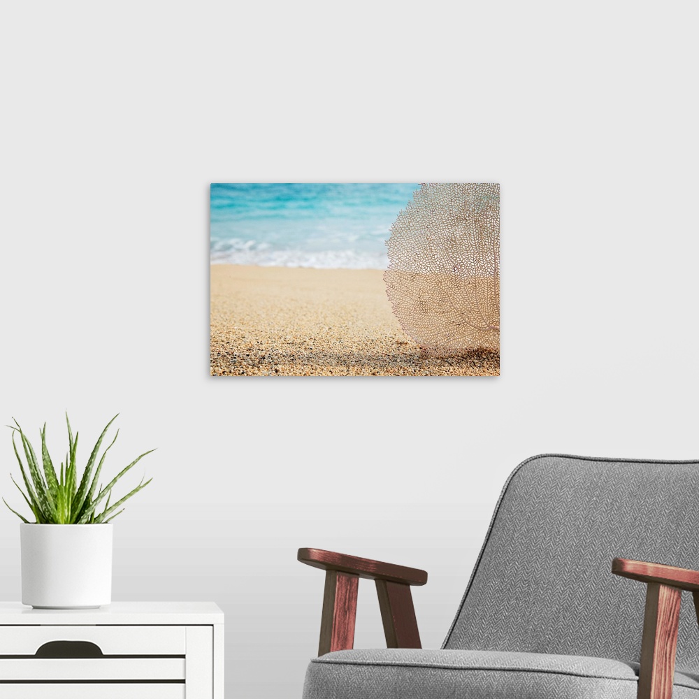 A modern room featuring Artistic photograph of a lacey coral fan on a tropical beach, with water from the tide coming in ...