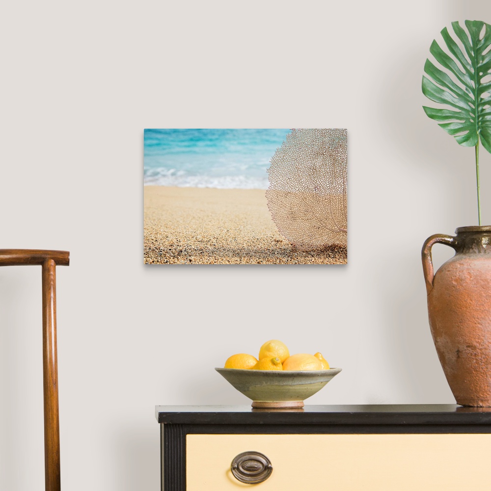 A traditional room featuring Artistic photograph of a lacey coral fan on a tropical beach, with water from the tide coming in ...