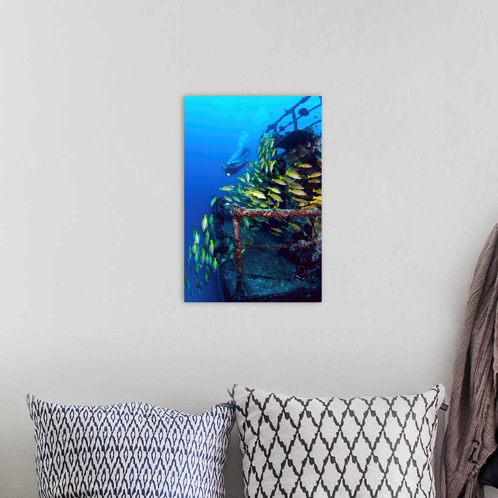 A bohemian room featuring Hawaii, Oahu, Waikiki, Diver And Schooling Blue Striped Snapper