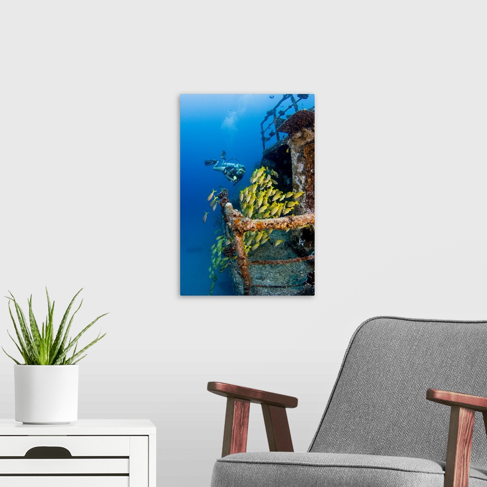A modern room featuring Hawaii, Oahu, Waikiki, Diver Exploring Ship Wreck With Blue Striped Snapper Fish